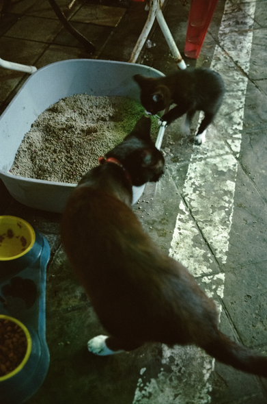 전통시장 길가에 놓인 고양이 화장실에 들어가려는 새끼 고양이와, 어미 고양이. 모두 검은 고양이이다.