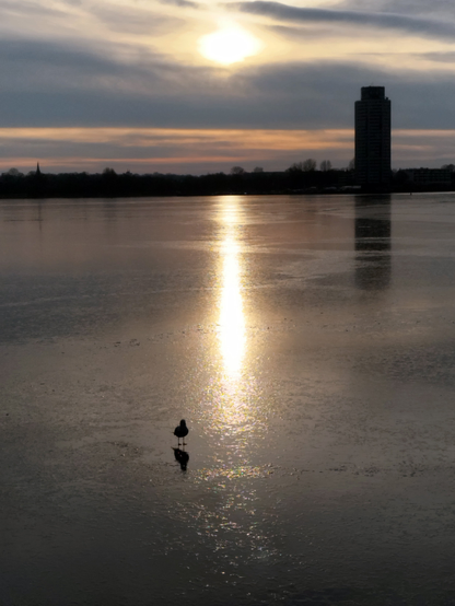 Eine Möwe steht auf dem Eis eines zugefrorenen Gewässers. Im Hintergrund am gegenüberliegenden Ufer steht ein hohes  Bauwerk ( Wohnhaus). Die Sonne geht gerade unter.