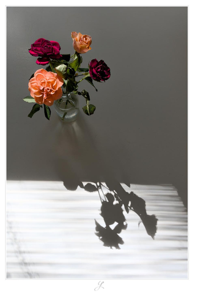 Color and Shadow

A bouquet of four roses in a vase, seen from above. It consists of two dark red and two apricot colored roses, arranged so that two flowers of the same color are diagonally opposite each other. Sunlight illuminates the flowers and leaves, as well as part of the white table on which the vase stands. It casts a shadow of the bouquet and the blinds of a window that can't be seen, onto the lower part of the image.

AI disclaimer: Using my work, its meta data, written or derived description to create media with or train AI based systems is prohibited.
