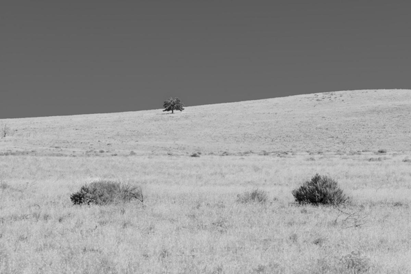 A heavily edited black and white landscape photo of a hillside that gently rises from the foreground and angles up toward the right side of the frame. The hillside is bright dry grass. There are two sagebrush bushes in the foreground, one on the right and one of the left. They are quite dark. A small round lone tree is seen in the distance against the skyline, slightly above center and slightly to the left. The clear sky is a deep gray. 