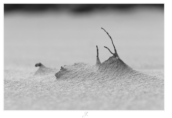 Black and white close-up of some delicate, tiny twigs taken just above the ground. There is one branched twig and a single twig left to it. Farther to the left there is another small, blurred twig. All of them are mainly covered by the sand that the wind blew over them. The whole arrangement looks like a miniature dune, the background is featureless and blurred.

AI disclaimer: Using my work, its meta data, written or derived description to create media with or train AI based systems is prohibited.
