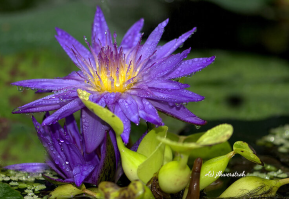 Purple Waterlily in bloom