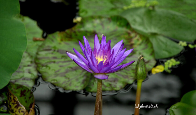 Purple waterlily in bloom