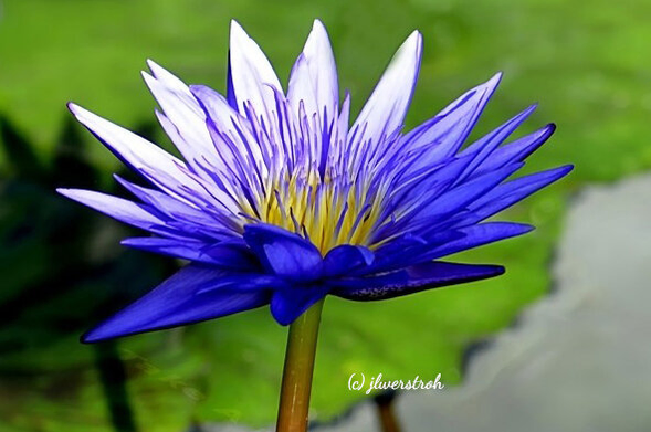 Blue/purple waterlily
