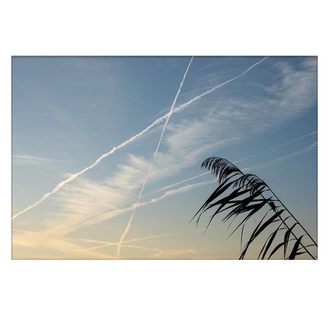 The picture was taken at sunrise. Several intersecting contrails are visible in the sky, and in the foreground two reeds bend towards the center of the picture.