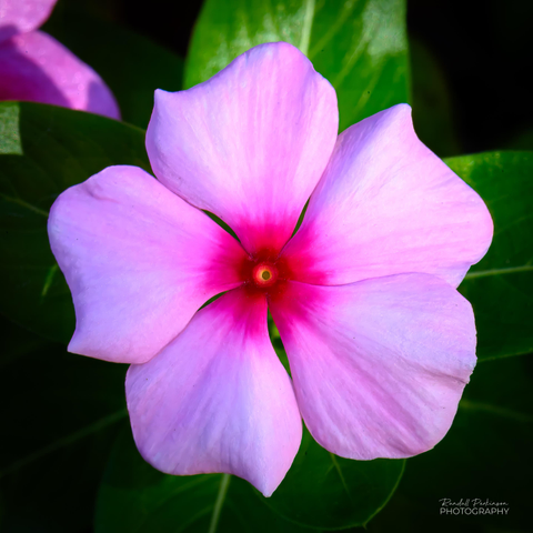 A pink, 5-petal, vinca flower