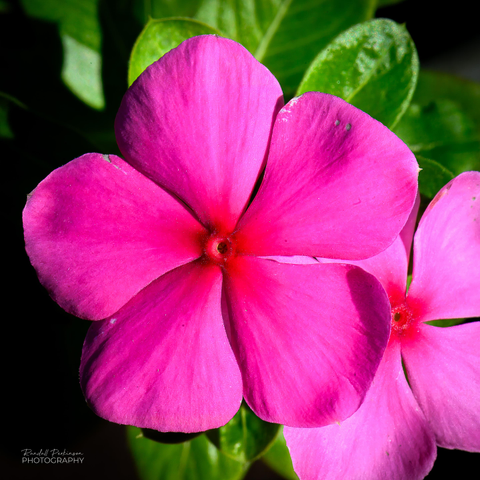 A dark pink, 5-petal, vinca flower with a lighter pink flower behind it.