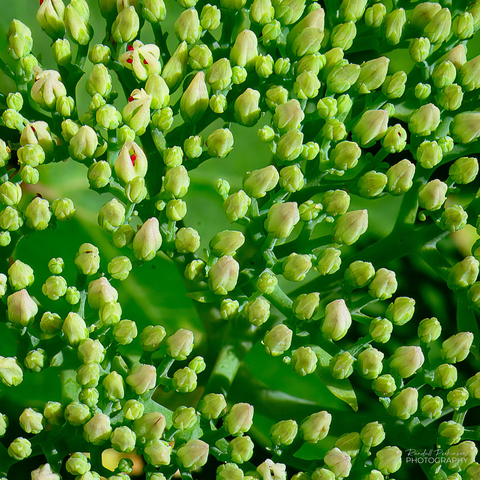 Closeup of a stonecrop bloom just before they all opened.