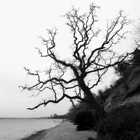 the square image shows a bare tree leaning at a 45-degree angle over a sandy beach. the tree is black and its numerous branches are long and gnarled. the beach is empty except for a group of people walking along the water's edge in the distance. on the right, there is a steep drop-off. the old tree has obviously slid down this slope. the sky is cloudy. the horizon is very low. the entire image is in black and white, which gives it a melancholic and somewhat ghostly feel. 