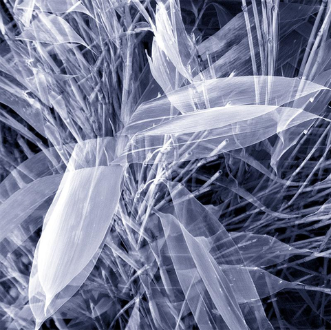 Une photographie en double exposition,  au format carré et en bichromie noir-bleu. Elle montre une partie d'un buisson où s'enchevêtrent de longues feuilles et tiges séchées. la double exposition donne au feuillage la délicate transparence des tissus comme  l'organza, la mousseline ou le tulle.
