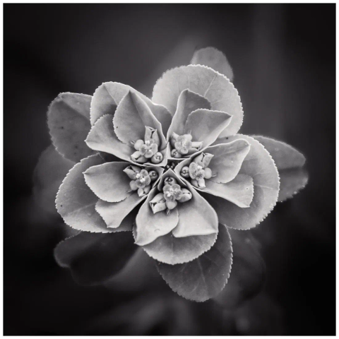 Quadratisch, schwarz weiß. Nahaufnahme einer Blüte mit viel Struktur und Details.