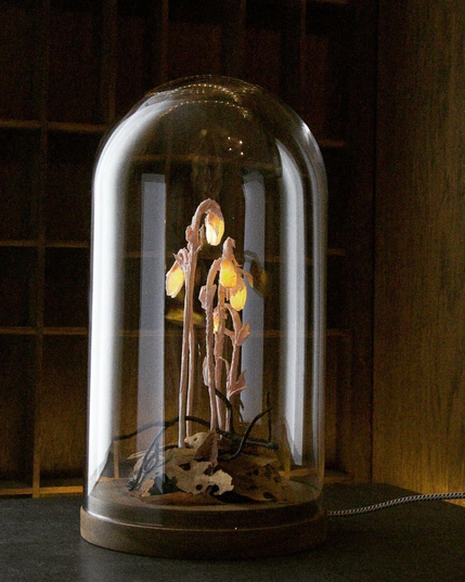 A sculpture of five Indian Ghost Pipes (Monotropa uniflora) of which the flowers light up. The flowers are light pink with a soft yellow light coming from the buds. They are placed on a wooden base covered with paper leaves and some twigs. They are covered by a glass cloche which reflects the lights from the room. The background is a dark wood.
