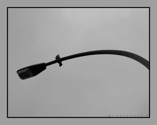 Schwarzweißfotografie: grauer Himmel, ins Bild hineinragende Straßenlaterne mit einer darauf sitzenden Taube, diese sind nur als dunkle Umrisse erkennbar, dünner schwarzer Rahmen um das Bild, ringsherum ein ähnliches grau 