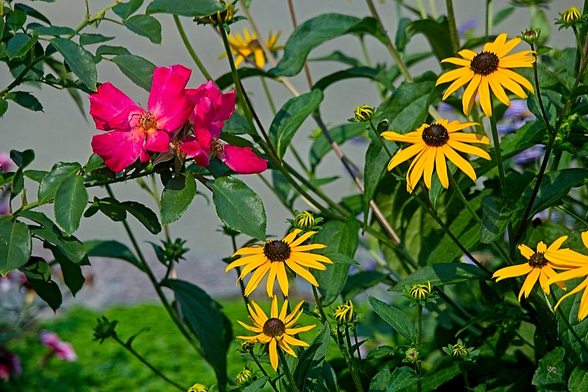 The last of the summer flowers, fall is coming in hard here #seattle #fall #flowers #nature #naturephotography #photo #photography 