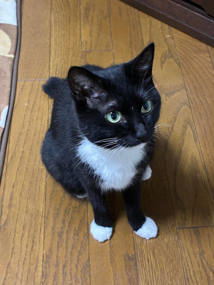 A black and white cat sits on a wooden floor, looking up curiously. Its paws are white, and it has yellow eyes. In the background, a tan and brown patterned rug is partially visible.