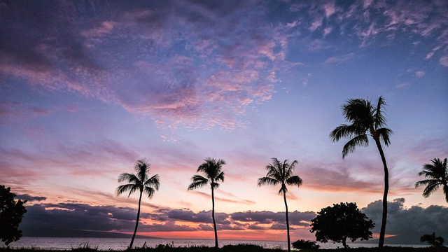 Several tall palm trees in silhouette stand along the shoreline at dusk. The ocean is calm beneath a horizon of dark clouds. Above, the sky fades from warm orange and pink tones near the horizon into deeper purples and blues higher up, with scattered wisps of clouds reflecting the light.