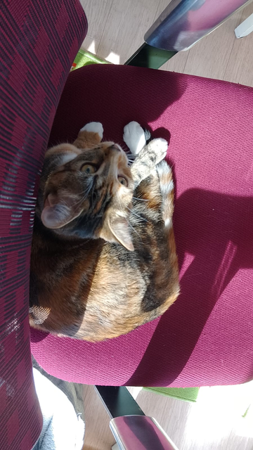 A nine month old tabby kitten is curled up on a red office chair. Camera angle is above the kitten.