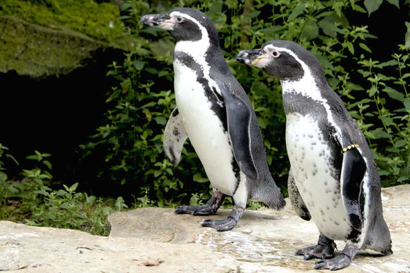 Zwei Pinguine beobachten eine Libelle (nicht im Bild)