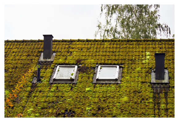 En liggande bild på ett tak med mycket grön och brun mossa som har två små fönster bredvid varandra och två skorstenar. En björk mot en molnig himmel är bakgrunden.