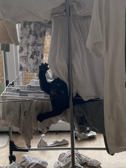 black cat hanging out of drying rack filled with drying laundry, looking like it's about to attack