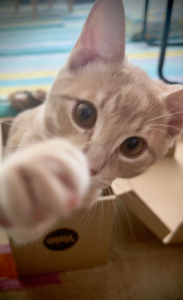 Curious orange kitten in a box reaches out to the camera with a paw.