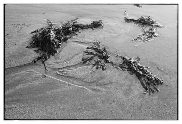 Black and white photograph in landscape orientation. Some sea weed is lying on a sandy beach. The changed water flow has left visible marks in the sand.