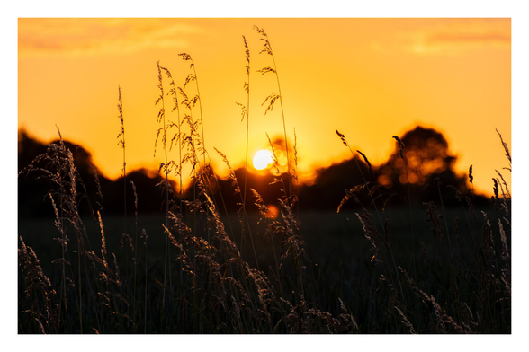 Foto im Querformat. Kurz vor Sonnenuntergang.  Im Vordergrund ragen einiges Halme einer Pflanze ins Bild. Diese sind scharf abgebildet. Im Hintergrund ist leicht unscharf die Silhouette von Bäumen. Darüber die untergehende Sonne an einem knallgelben Himmel.