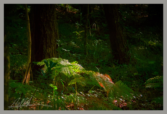 a patch of green and orange ferns illuminated by morning sun against a dark woodland background