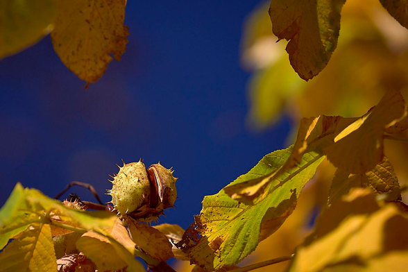 A green, spiky chestnut shell, partially split open, sits among large, serrated yellow and green leaves. All are sharply illuminated by sunlight against a deep blue sky. The outer shell of the chestnut reveals a glimpse of the brown nut inside, while the surrounding leaves show signs of early autumn, displaying vivid golden hues and irregular, darkened edges. The composition focuses tightly on the chestnut and the surrounding foliage, with the background blurred to emphasise the seasonal transition and tranquil atmosphere.
