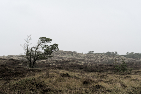 Eine Heidelandschaft mit grauem Himmel. Ein einzelner Baum, halb kahl steht in der Landschaft. Er ist gezeichnet von dem Wind dem er fast ständig ausgesetzt ist. Er hat eine deutliche Richtung in die er wächst. Die windseite ist kahl der Rest noch leicht mit grün versehen 
