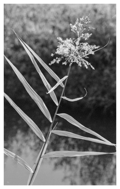 Black and white photograph in portrait orientation. A single reed stem appears bright before the out of focus background.