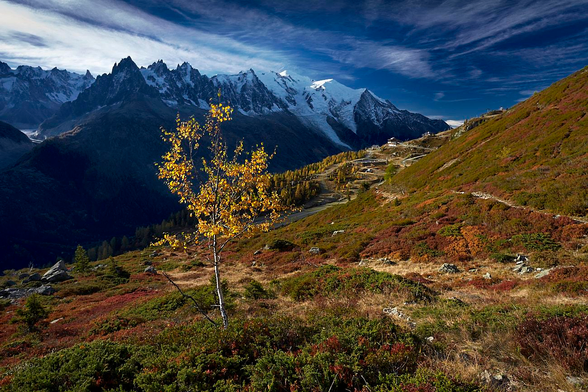 A lone birch tree with vibrant yellow leaves stands near the centre of an alpine hillside covered in russet and green shrubs. The slope leads upwards towards a zigzagging path and a scattering of golden larch trees, hinting at the arrival of autumn. Jagged, dark rocky peaks jut sharply upwards in the background, crowned by a snow-covered Mont Blanc against a dramatically blue sky streaked with wispy clouds. The late afternoon sun casts deep shadows, intensifying the colours and imparting a sense of crisp clarity and solitude to the mountainous landscape.