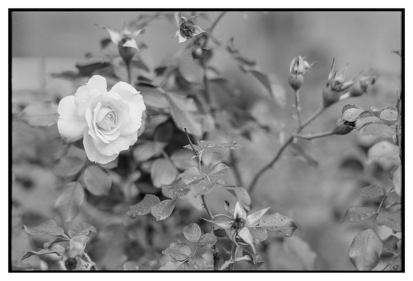 Black and white photograph in landscape orientation. A lone bright rose as seen against a medium grey background, most of which is out of focus. Some rosehips from previous flowers can also be seen.
