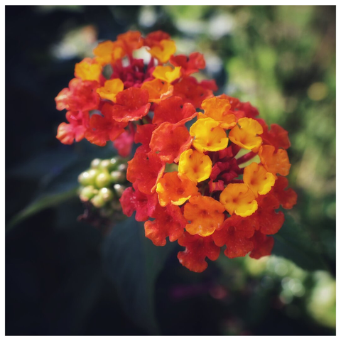 A close-up, top-down shot of a cluster of small Lantana flowers. The cluster is made up of many tiny florets that transition from bright yellow in the centre to vibrant orange and deep red on the outer edges. A few unopened flower buds are visible to the left, still a pale green. The background is dark, with soft, out-of-focus green foliage that makes the colourful flowers stand out.