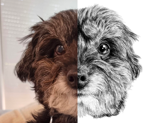 Black and white drawing of a dog named Jet, with the left half of the image being the reference.