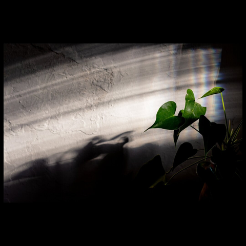 Detail of a plant between light and shadow