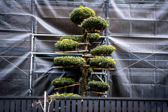 Arbre podat a l'estil japonès (amb els anomenats núvols) davant d'un edifici amb una bastida d'obra.