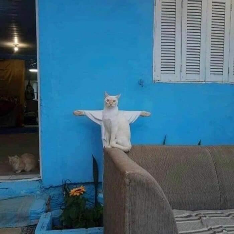what cat sitting in front of a jesus statue, so that it looks like its his arms out -- contrasted against a blue wall