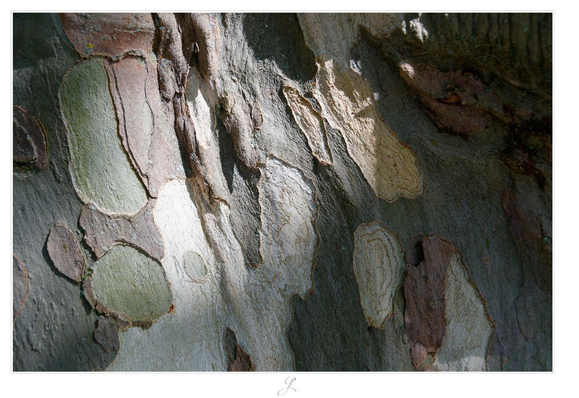 Close-up of the bark of a sycamore tree. Its main color is gray, but the typical rounded, layered openings of the bark reveal soft pastel colors of green, brown, yellow and creme.

AI disclaimer: Using my work, its meta data, written or derived description to create media with or train AI based systems is prohibited.