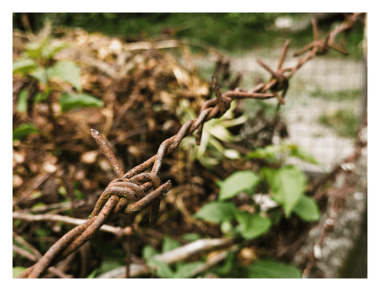 A close-up of a rusty barbed wire fence, with the twisted strands and sharp barbs clearly visible in the foreground. In the background, out of focus, there is a mix of green foliage and dried leaves. - Google Lens' AI Overview