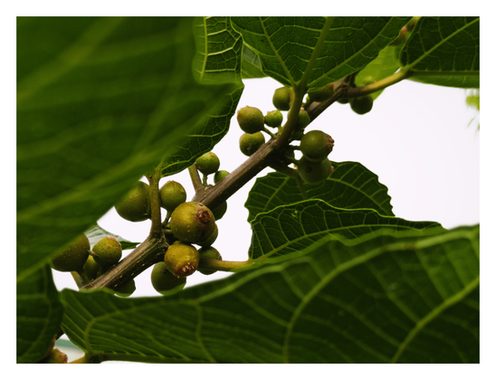 A close-up of a branch of a fig tree with its developing figs.