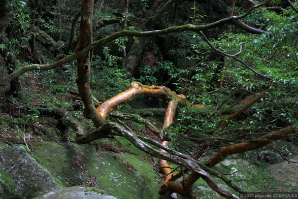 A dead tree has fallen in the deep, rainy forest.