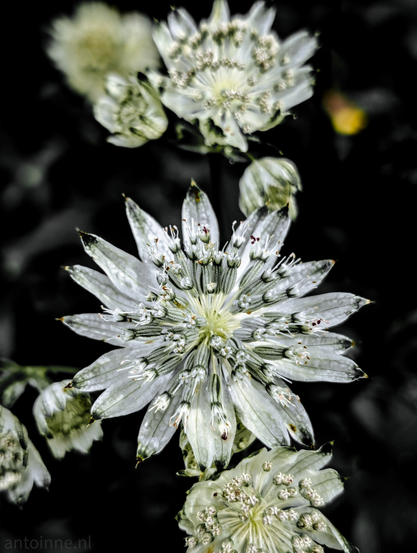 A cluster of white astrantia flowers against a dark, out-of-focus background. The largest flower, positioned in the center, has a prominent, spiky center surrounded by pointed, almost star-shaped bracts. The smaller flowers and buds around it are slightly less in focus. The dark background makes the intricate details and pale colors of the flowers stand out.