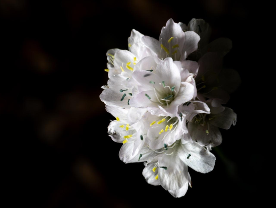 A collection of white flowers taken in nature (or maybe a garden). The white almost glows. Surrounding the flowers is darkness. The flowers are perfect and wonderful and beautiful. 