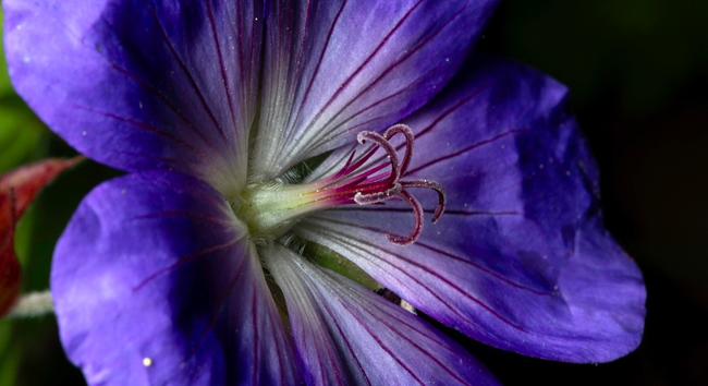 Close view of a beautiful purple flower. Five huge petals in purple with white in the center. There is a green cone in the center with a five red spikes and five red tendrils bending like the handle of an umbrella. The tendrils are covered in soft texture. 