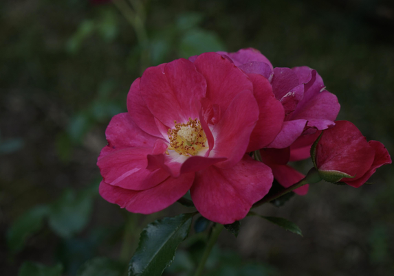 Pinkish-red rose blossom.