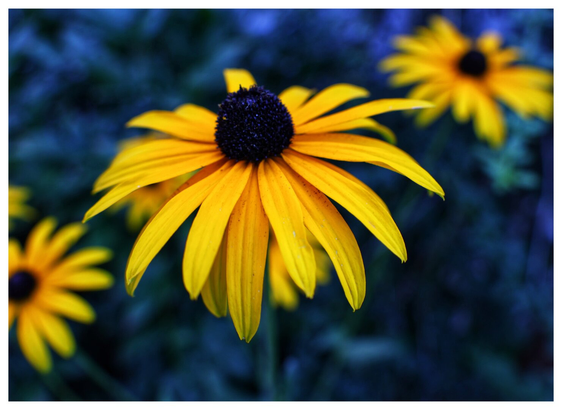 A close-up shot of a single, vibrant yellow black-eyed Susan flower with a dark brown centre, set against a softly blurred background of similar flowers and dark green foliage. The petals are slightly drooping, and there are hints of blue and purple in the background, creating a moody contrast.