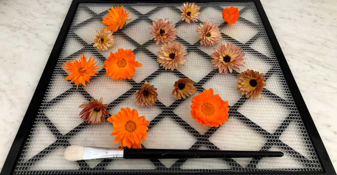 Photograph of calendula flowers, some bright orange and some salmon colour with a purple centre, cut and scattered on a plastic tray with a black frame on a white countertop, ready to be put into a dehydrator. A black paintbrush with white hair was also left on the tray, used to brush off small debris and insects before drying. The dried flowers will be used in tea next winter.