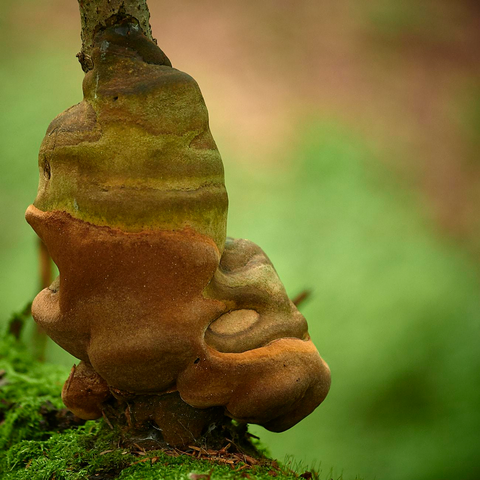 A close-up photograph of a shelf fungus growing on a moss-covered log in a forest, showing its rounded, hump-like layers and undulating contours. The fungus features earthy tones with gradations of brown, tan, and olive green, forming a series of concentric bands. The surface appears velvety and matte, with bulbous protrusions and shallow indentations that evoke the appearance of melted wax or sculpted clay. The background is softly blurred in green and brown hues, emphasizing the texture and organic shape of the fungus. The image is composed to highlight the intricate details and three-dimensional form of the shelf fungus against its natural, out-of-focus woodland setting.