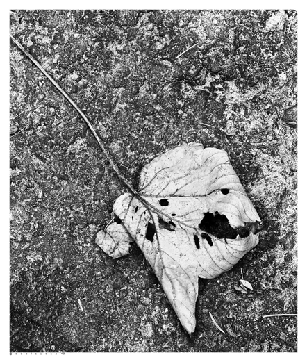 Schwarzweißfotografie: ein helles Laubblatt liegt auf dem  dunklem Straßenbelag, durch zwei kleine Löcher sieht dieses aus wie Augen eines fürchterlichen Wesens, mit offenem Mund und wenigen spitzen Zähnen 